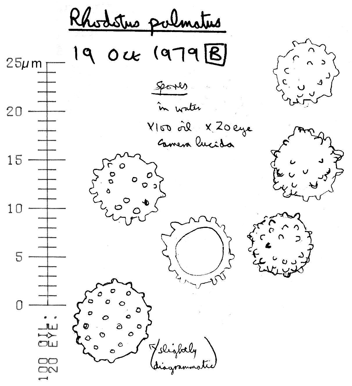 Rhodotus resmi