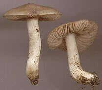 Image of Entoloma prunuloides (Fr.) Quél. 1872