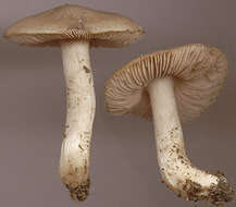 Image of Entoloma prunuloides (Fr.) Quél. 1872