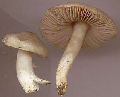 Image of Entoloma prunuloides (Fr.) Quél. 1872