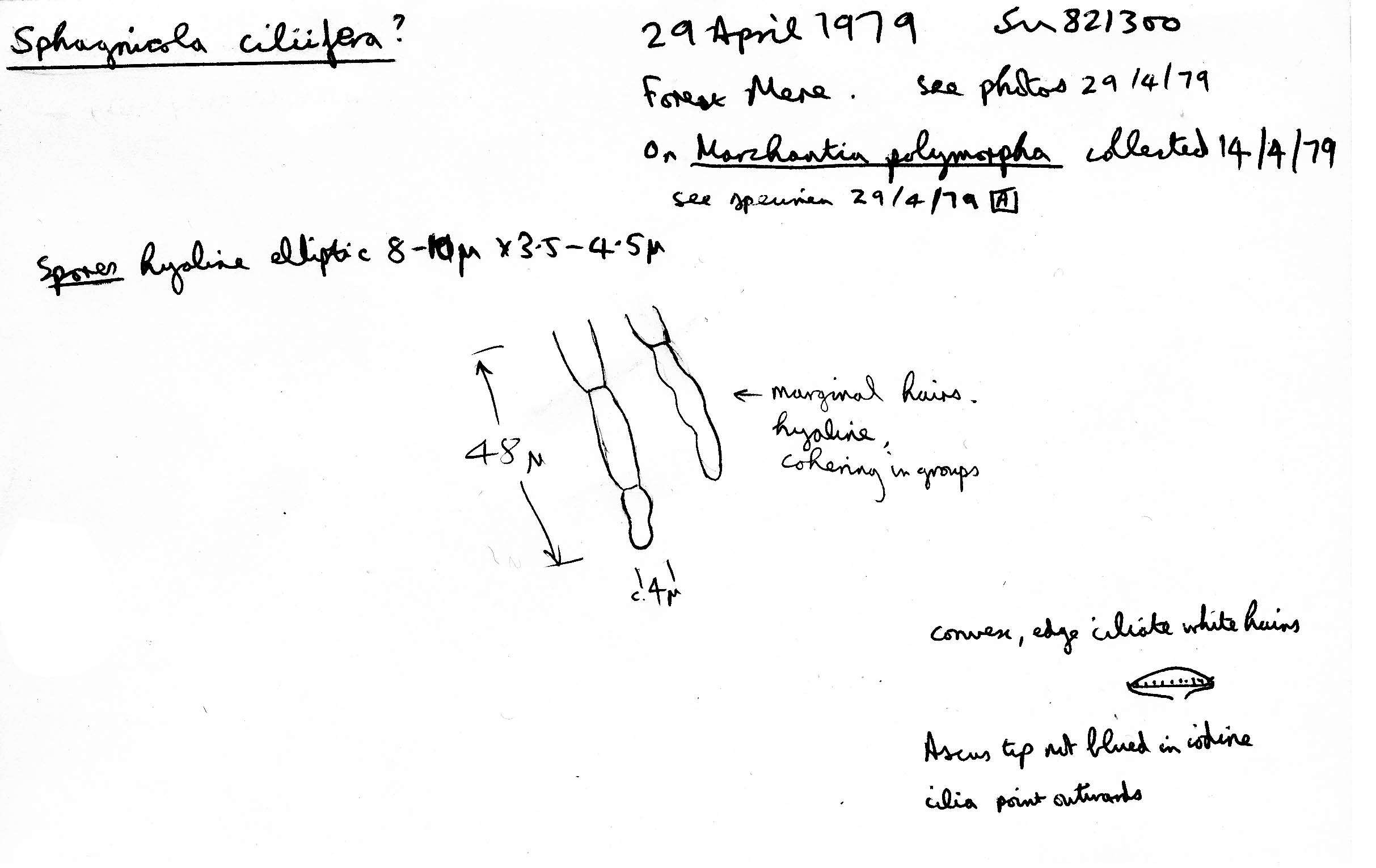 صورة Pezoloma ciliifera (P. Karst.) Korf 1971