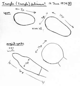 Image of Inocybe dulcamara (Pers.) P. Kumm. 1871