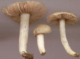 Image of Entoloma prunuloides (Fr.) Quél. 1872