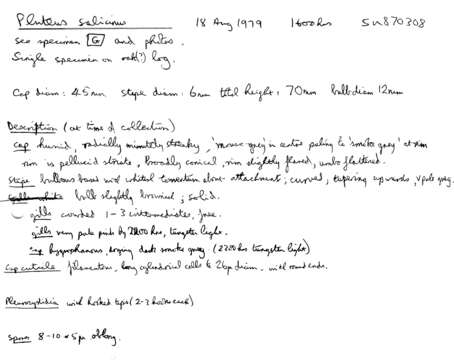 Pluteus salicinus (Pers.) P. Kumm. 1871 resmi