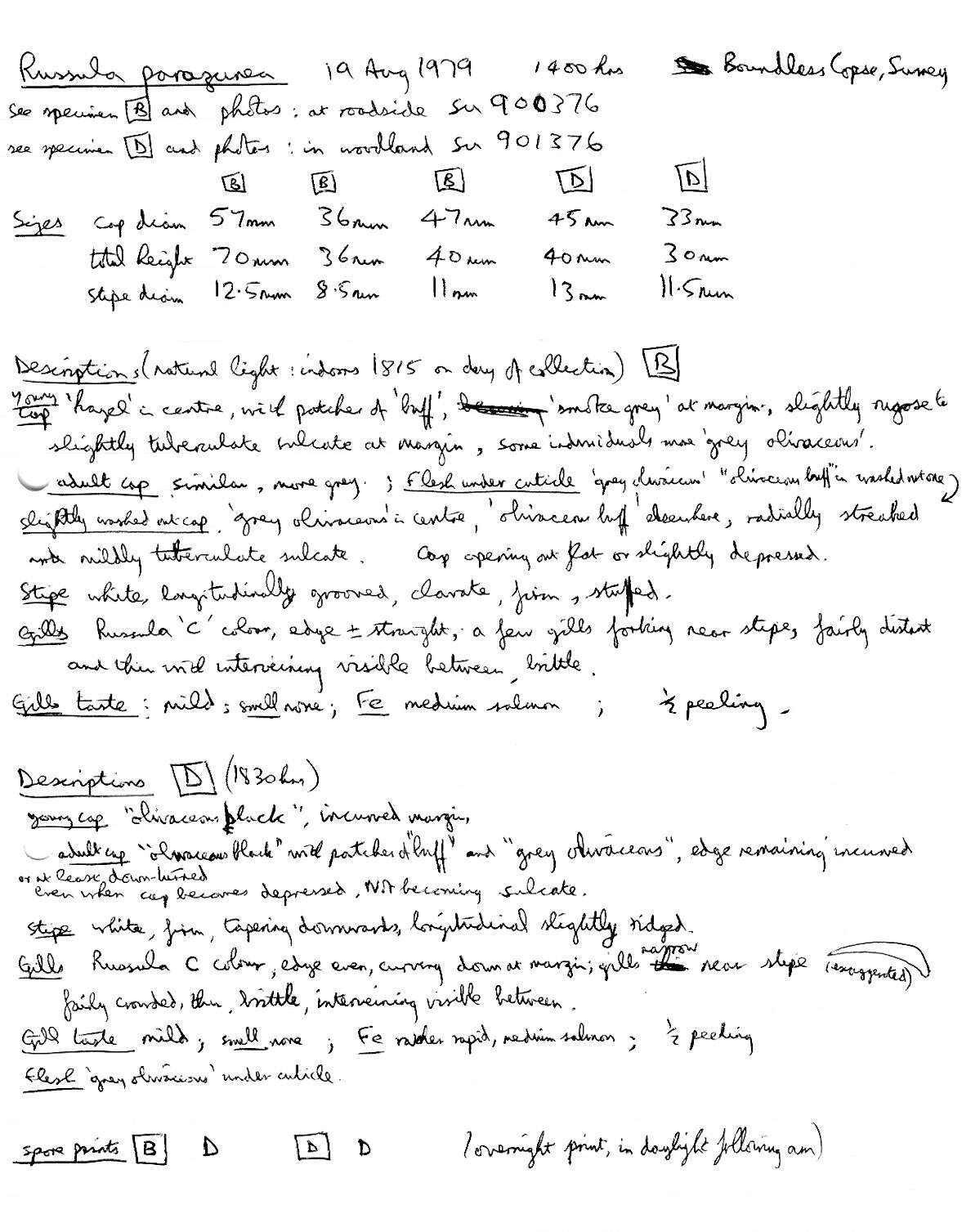 Image of Russula parazurea Jul. Schäff. 1931