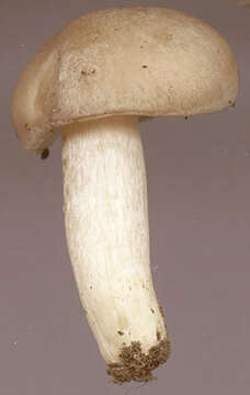 Image of Entoloma prunuloides (Fr.) Quél. 1872