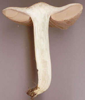 Image of Entoloma prunuloides (Fr.) Quél. 1872