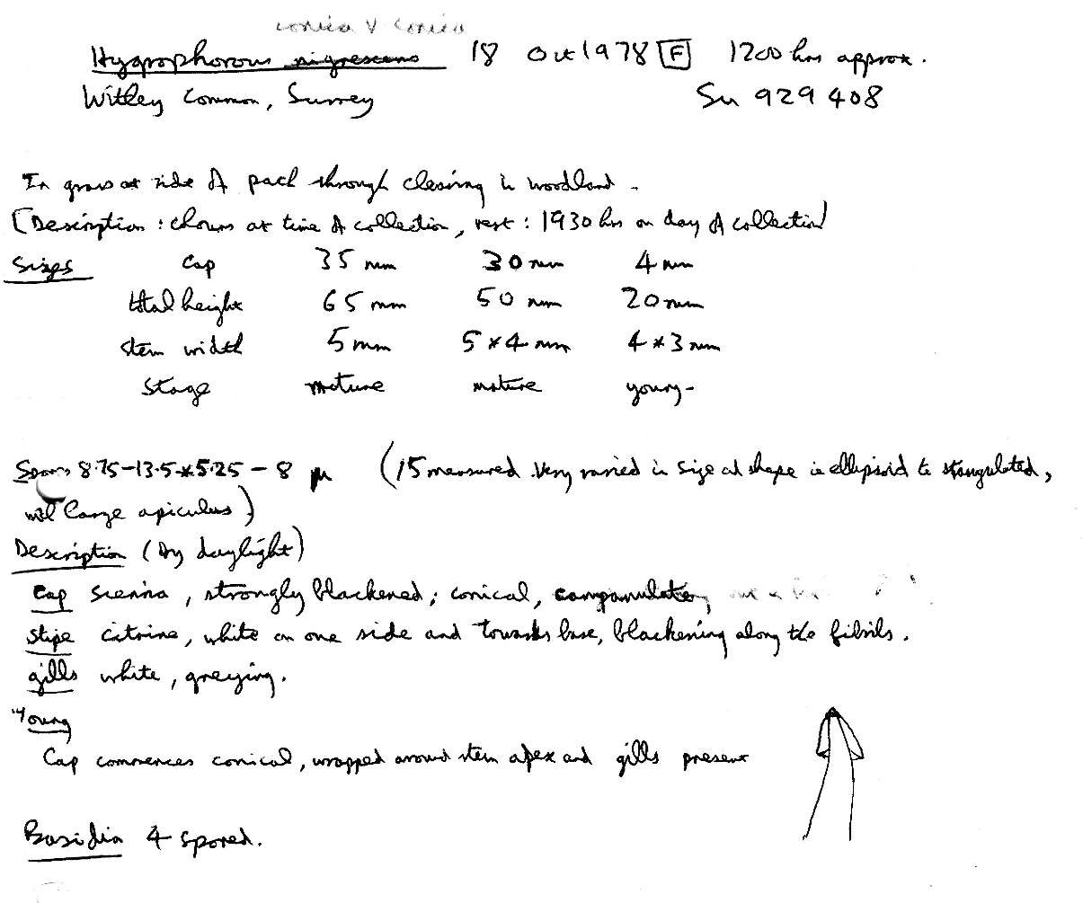 Image of Hygrocybe conica (Schaeff.) P. Kumm. 1871