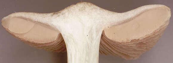 Image of Entoloma prunuloides (Fr.) Quél. 1872