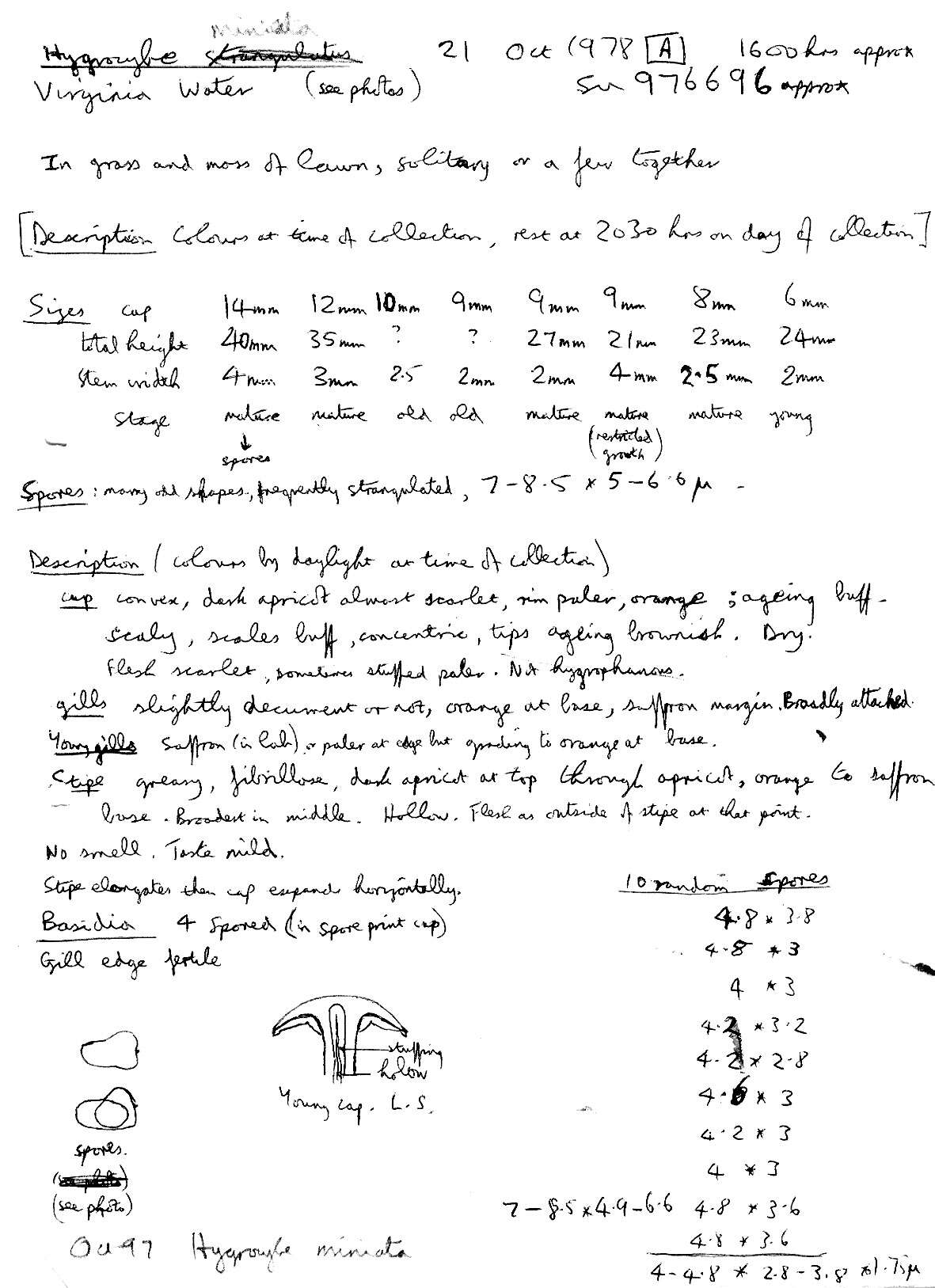 Image of Hygrocybe miniata (Fr.) P. Kumm. 1871