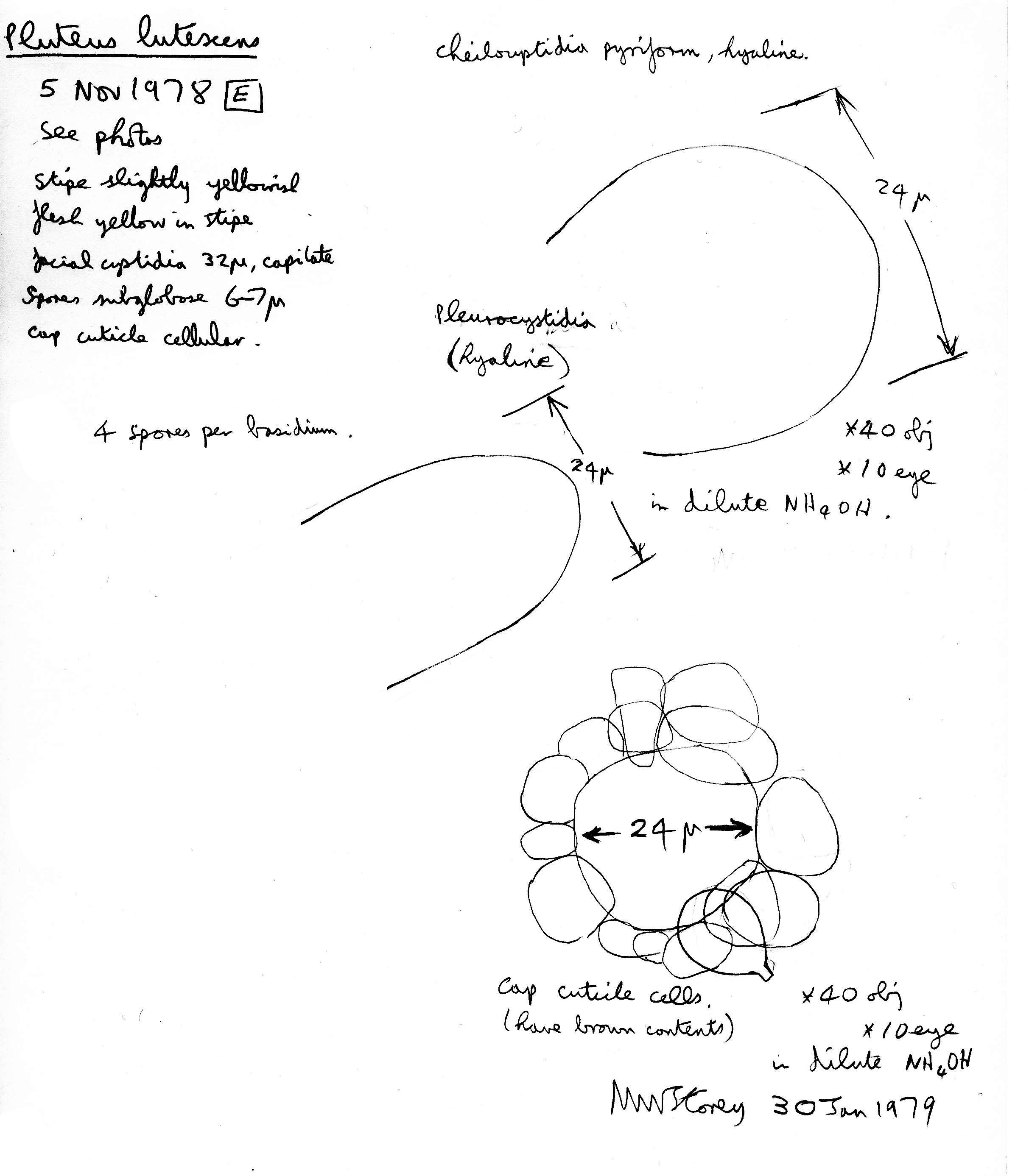 Image of Pluteus romellii (Britzelm.) Sacc. 1895