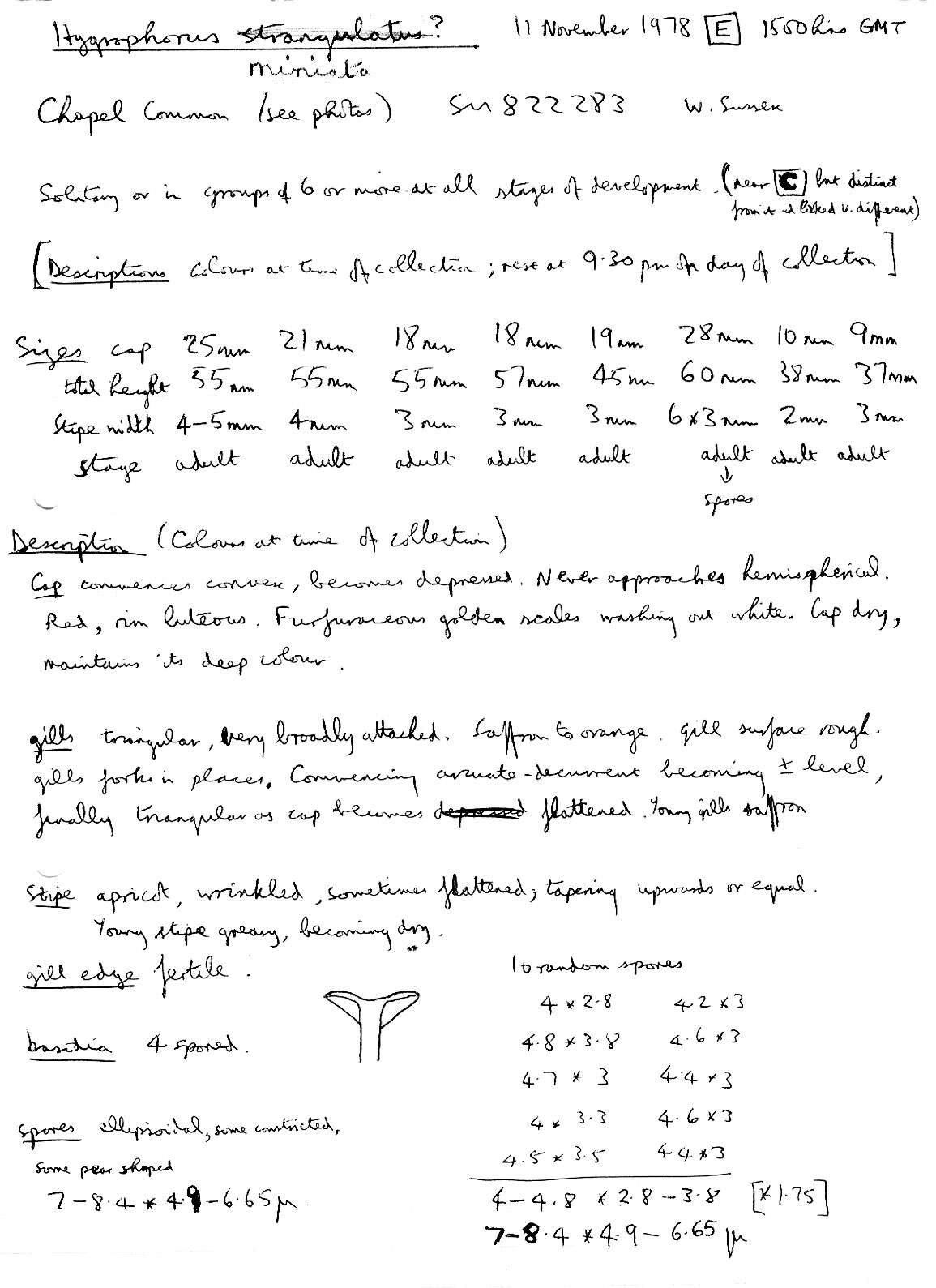 Image of Hygrocybe miniata (Fr.) P. Kumm. 1871