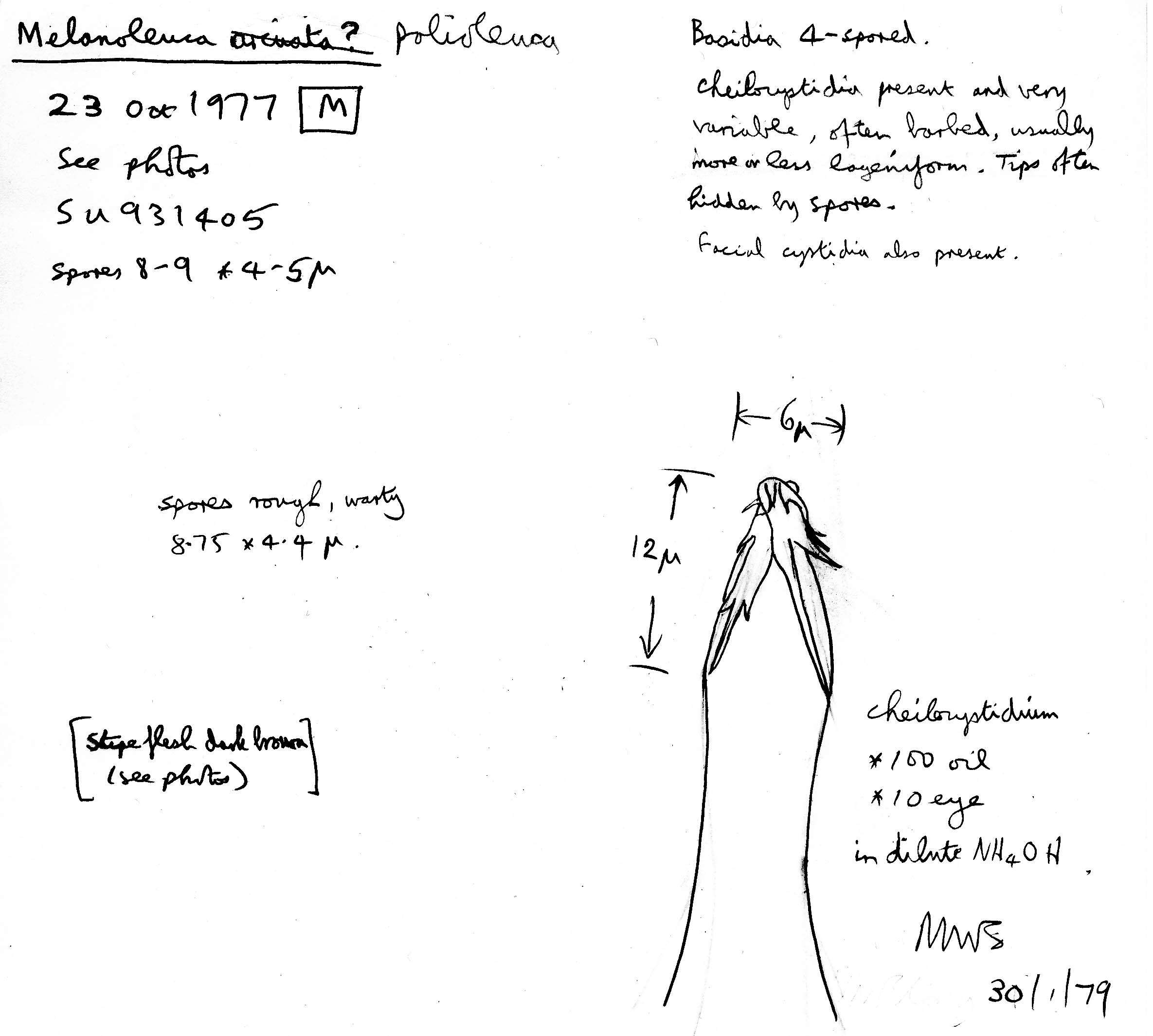 Image of Melanoleuca polioleuca (Fr.) Kühner & Maire 1934