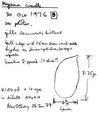 Image of Mycena cinerella (P. Karst.) P. Karst. 1879