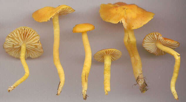 Image of Hygrocybe ceracea (Sowerby) P. Kumm. 1871