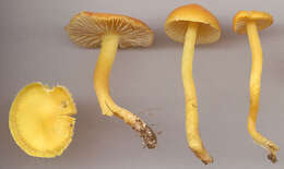 Image of Hygrocybe ceracea (Sowerby) P. Kumm. 1871