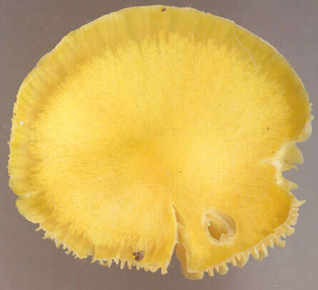 Image of Hygrocybe ceracea (Sowerby) P. Kumm. 1871