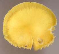 Image of Hygrocybe ceracea (Sowerby) P. Kumm. 1871