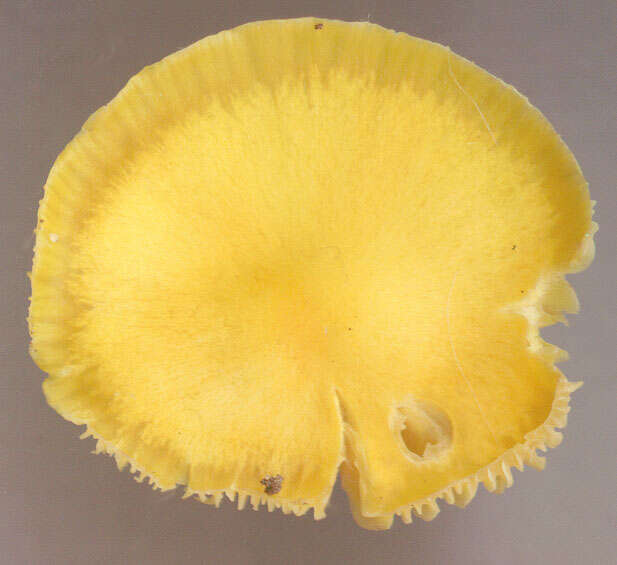 Image of Hygrocybe ceracea (Sowerby) P. Kumm. 1871