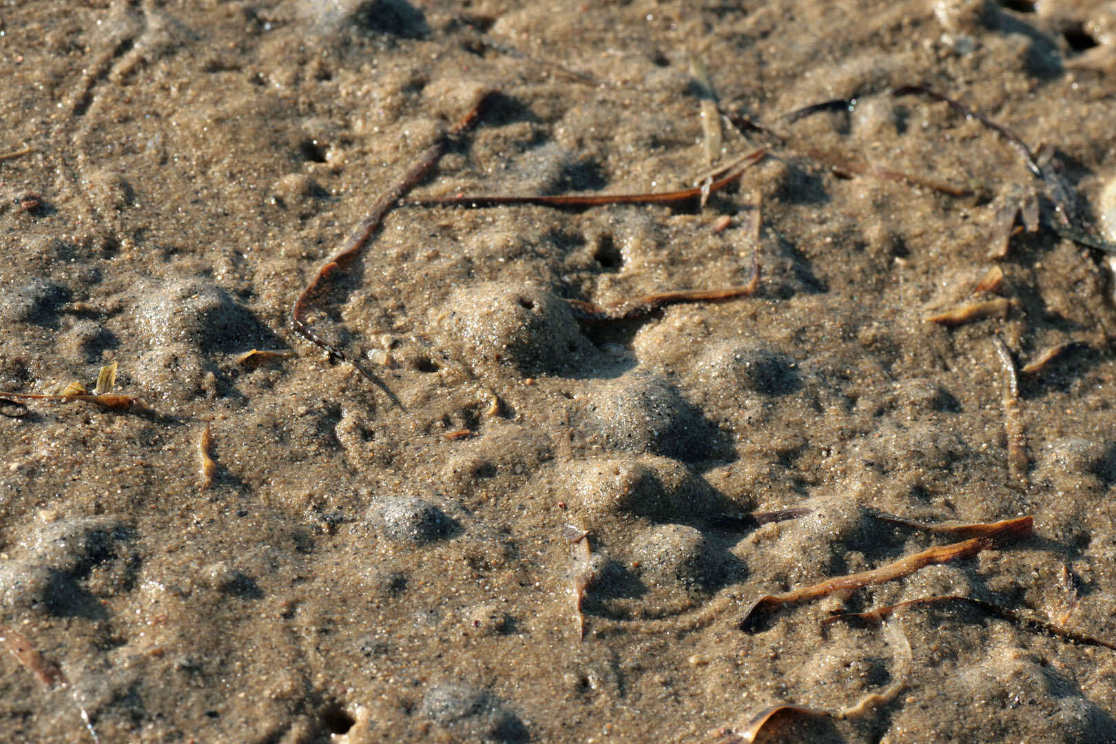 Image of European mud scud