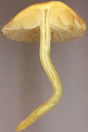 Image of Hygrocybe ceracea (Sowerby) P. Kumm. 1871