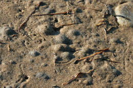 Image of European mud scud