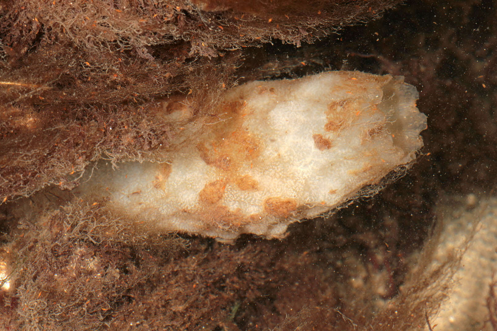 Image of white sea-squirt