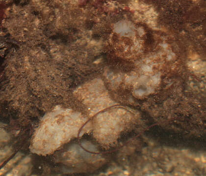 Image of white sea-squirt