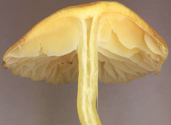 Image of Hygrocybe ceracea (Sowerby) P. Kumm. 1871