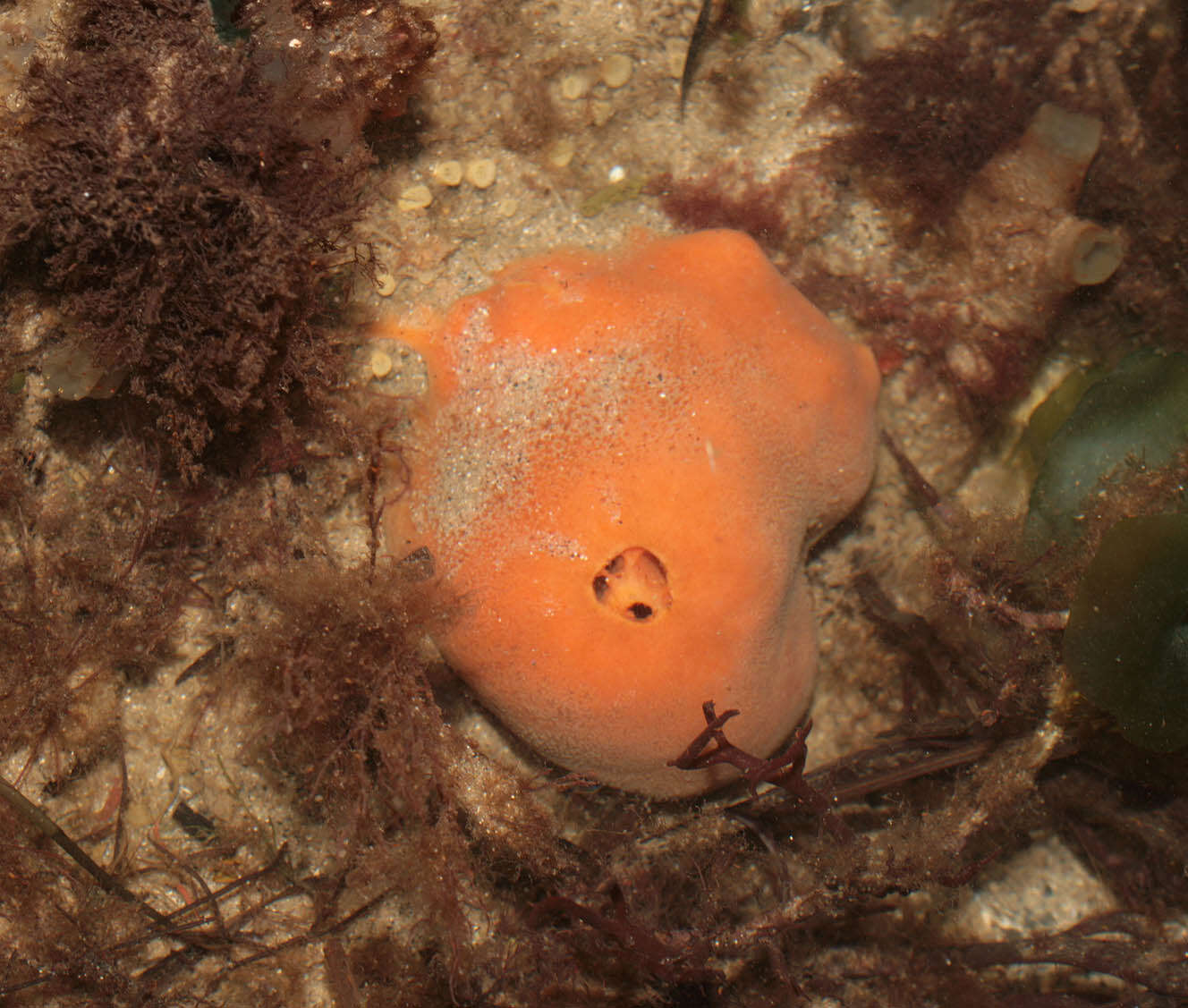 Image of Orange sponge