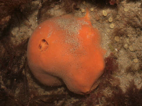 Image of Orange sponge