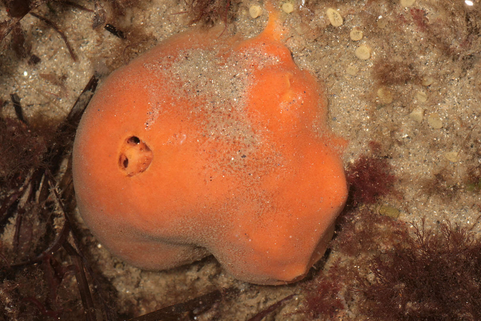Image of Orange sponge