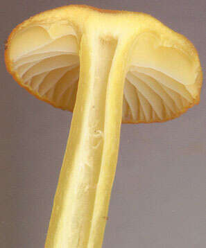 Image of Hygrocybe ceracea (Sowerby) P. Kumm. 1871