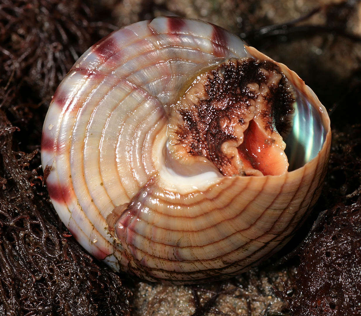 Image of European painted top shell