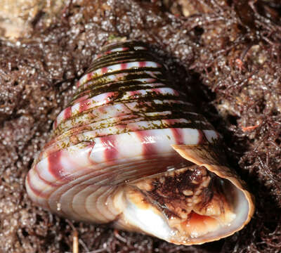 Image of European painted top shell