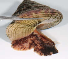 Image of European painted top shell