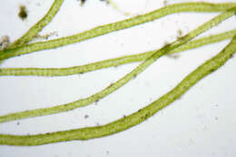 Image of Blidingia marginata