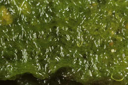 Image of Blidingia marginata