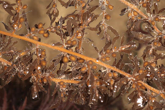 Слика од Sargassum muticum