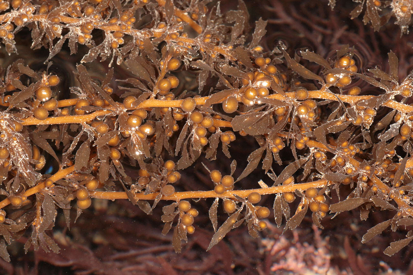 Слика од Sargassum muticum