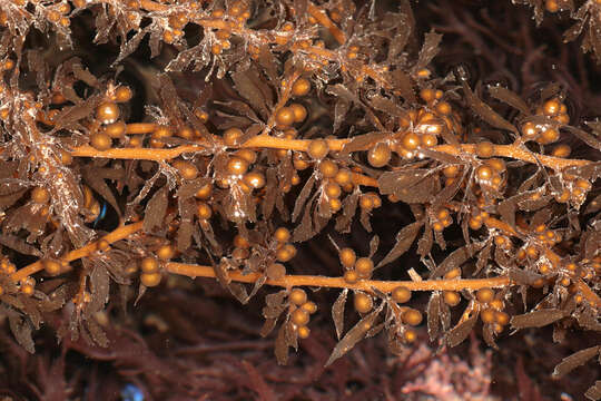 Слика од Sargassum muticum