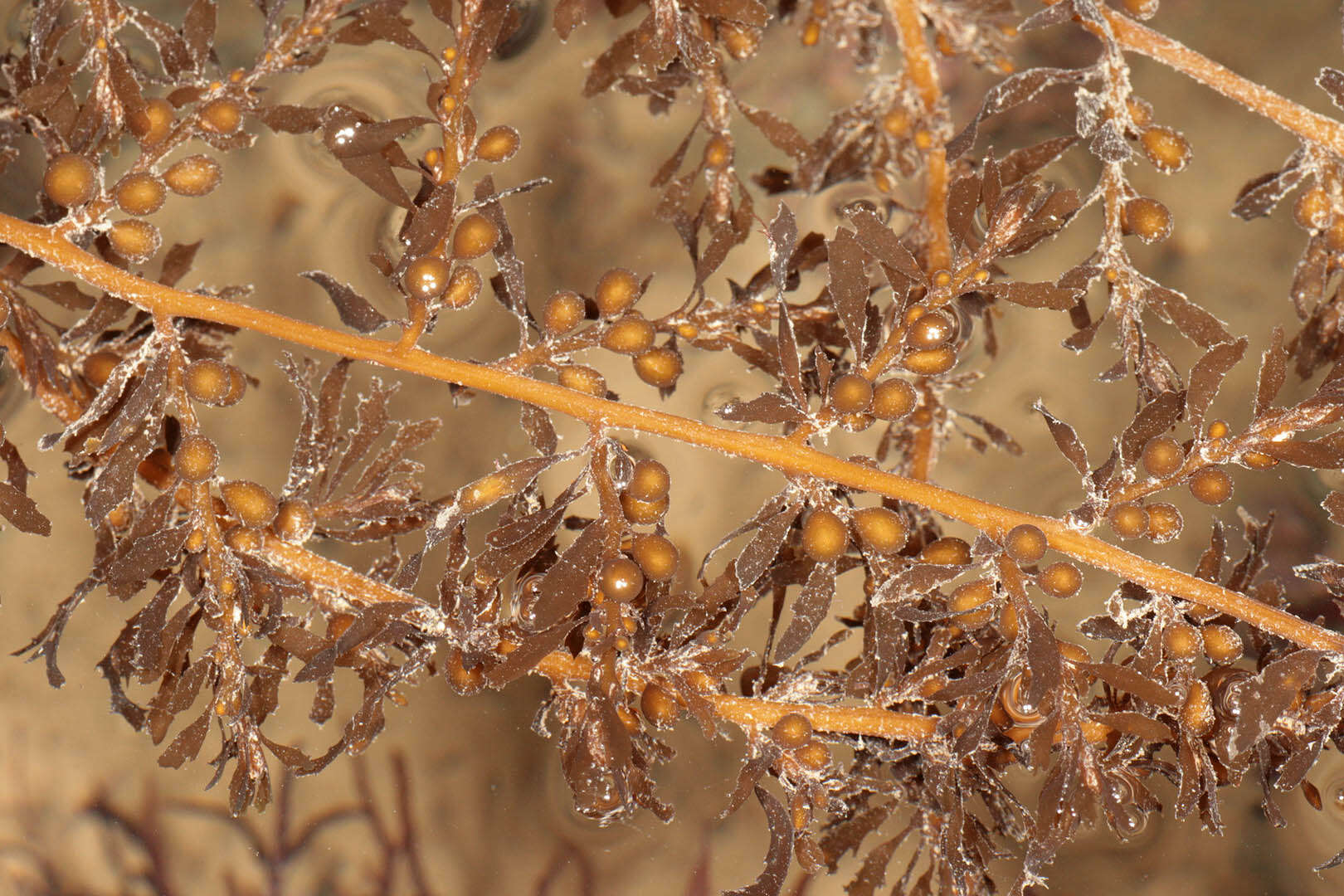 Слика од Sargassum muticum