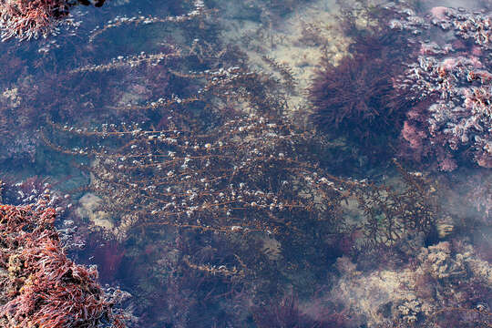 Слика од Sargassum muticum