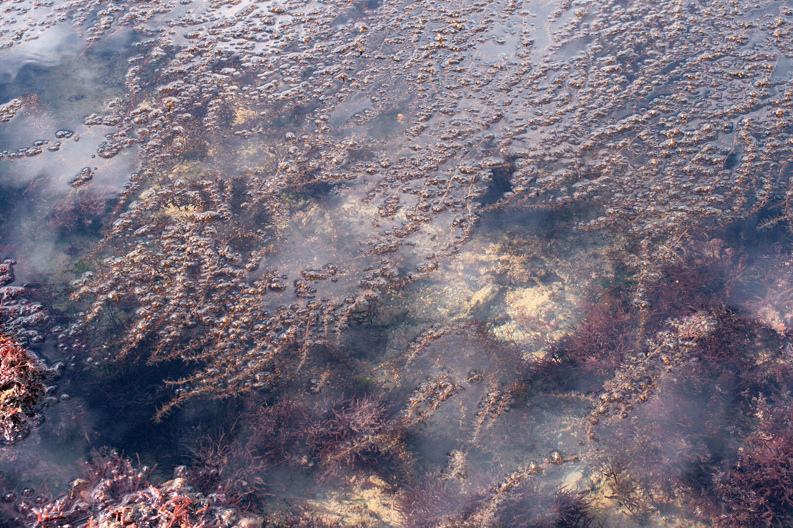 Слика од Sargassum muticum