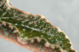 Sivun Elysia viridis (Montagu 1804) kuva