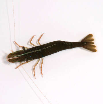 Image of chamaeleon prawn