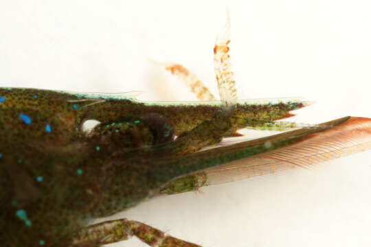 Image of chamaeleon prawn