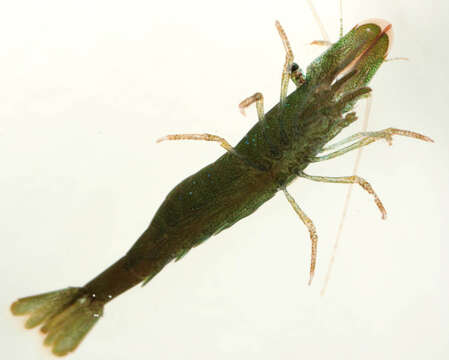 Image of chamaeleon prawn