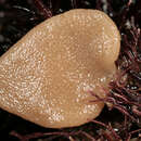 Image of compressed purse sponge