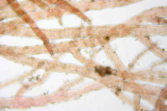 Image of Asparagopsis armata